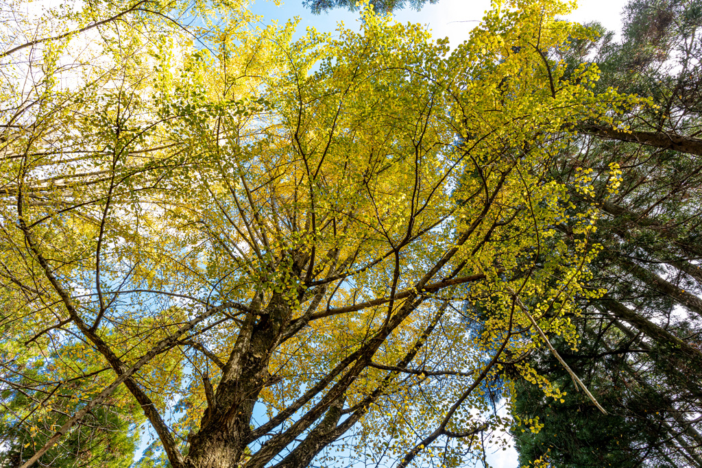 福岡秋月の紅葉２０２０　その３