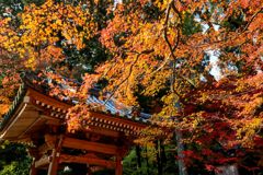 大興善寺の紅葉６