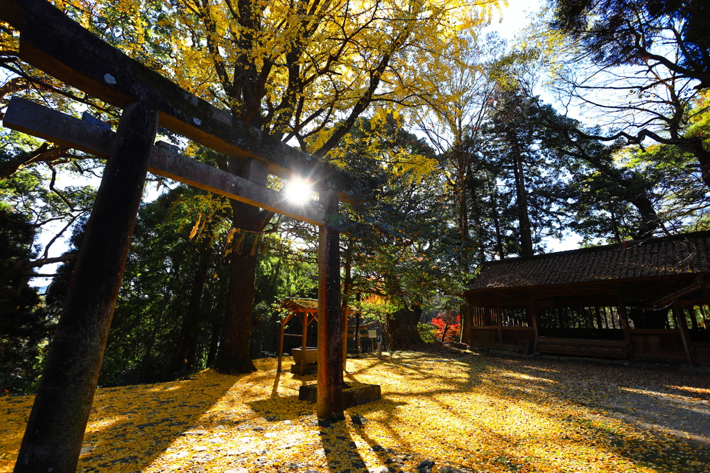 秋月の紅葉２０２１　その４