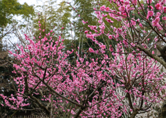 坂本八幡宮大近く宰府政庁跡の梅も終わり