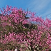 栗林公園の梅　４