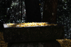 秋月の紅葉２０２１　その６