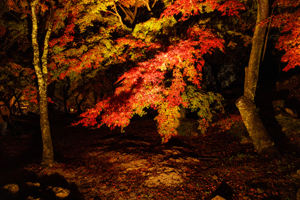 竈門神社の紅葉２０２２＃４