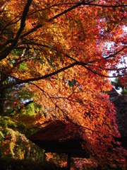 九年庵の紅葉２