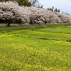 太宰府の桜2024その6