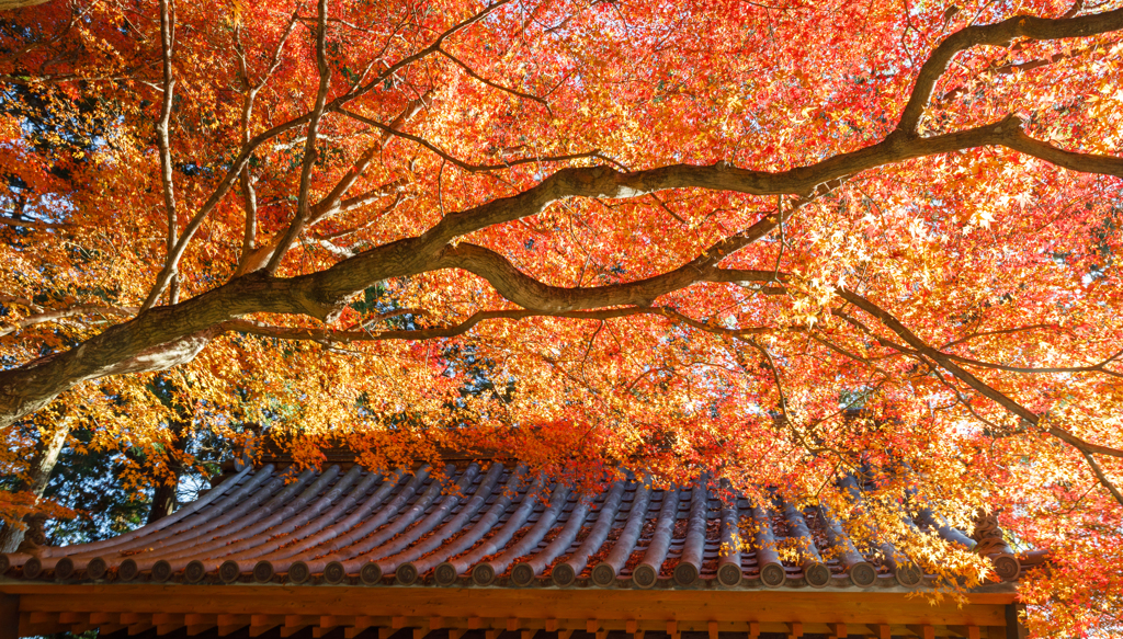 大興善寺２０２３秋＃２