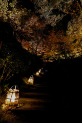 大興善寺のライトアップ　４