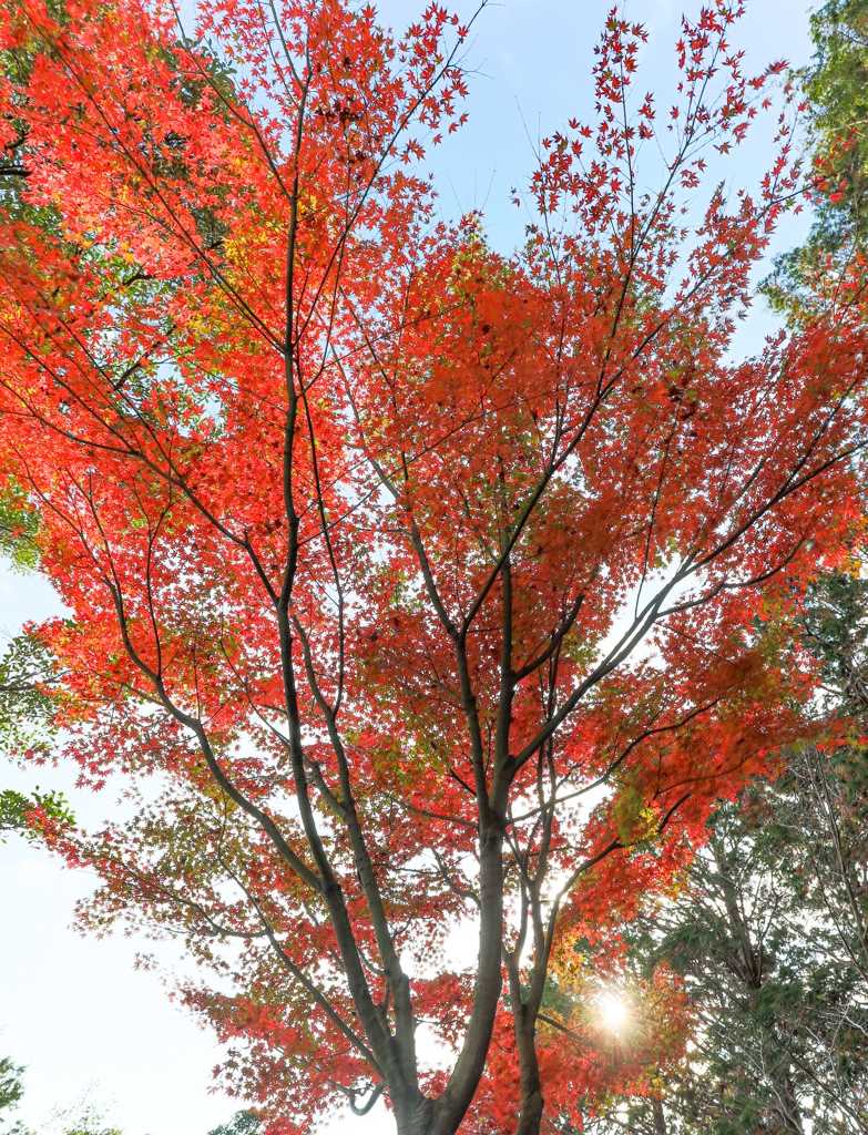 大興善寺の紅葉２０２０　その６