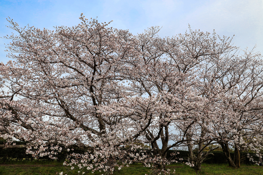太宰府政庁跡の桜２０２０　その２