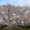 太宰府政庁跡の桜２０２０　その２