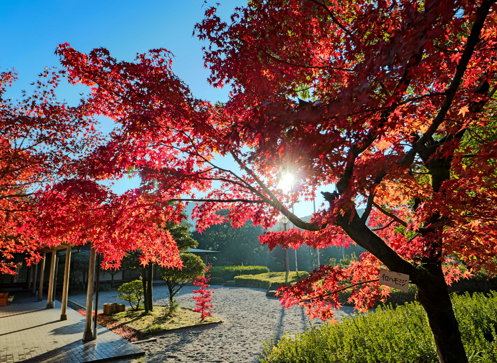 多久聖廟の紅葉５