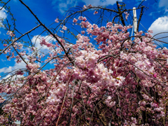 嵐山の桜２