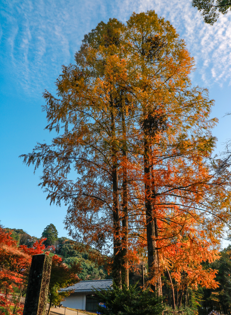 多久聖廟の紅葉６