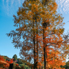 多久聖廟の紅葉６