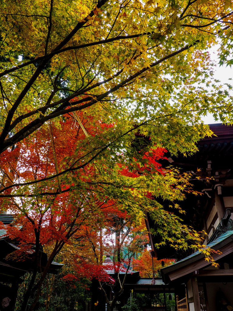 呑山観音寺の紅葉２