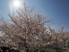 太宰府政庁跡の桜　１