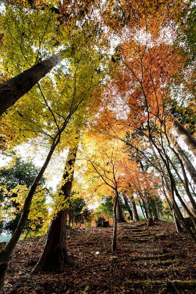 佐賀の紅葉新名所 環境芸術の森 ７