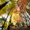 佐賀の紅葉新名所 環境芸術の森 ７