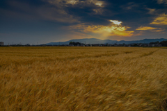 麦畑には夕陽　　２