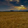 麦畑には夕陽　　２