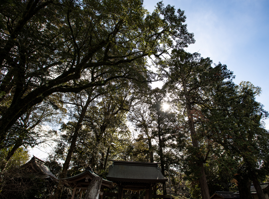 神社の森
