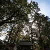 神社の森