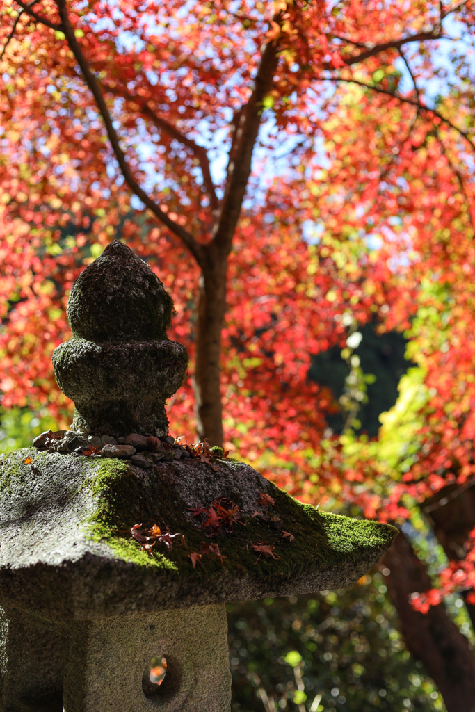 秋月の紅葉２０１９その３