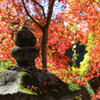 秋月の紅葉２０１９その３