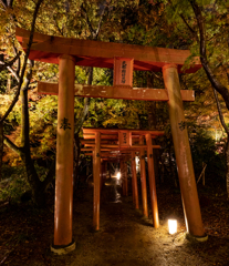 雨のライトアップの竈門神社の紅葉　その３