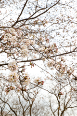 2020桜開花
