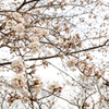 2020桜開花