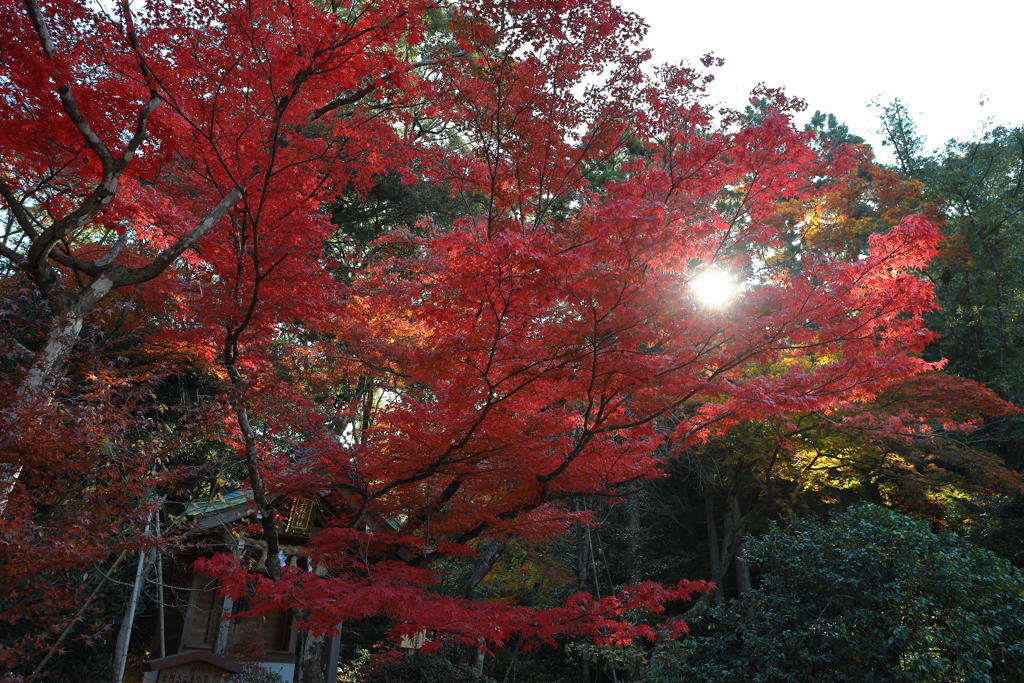 竈門神社の紅葉２０２１　その６