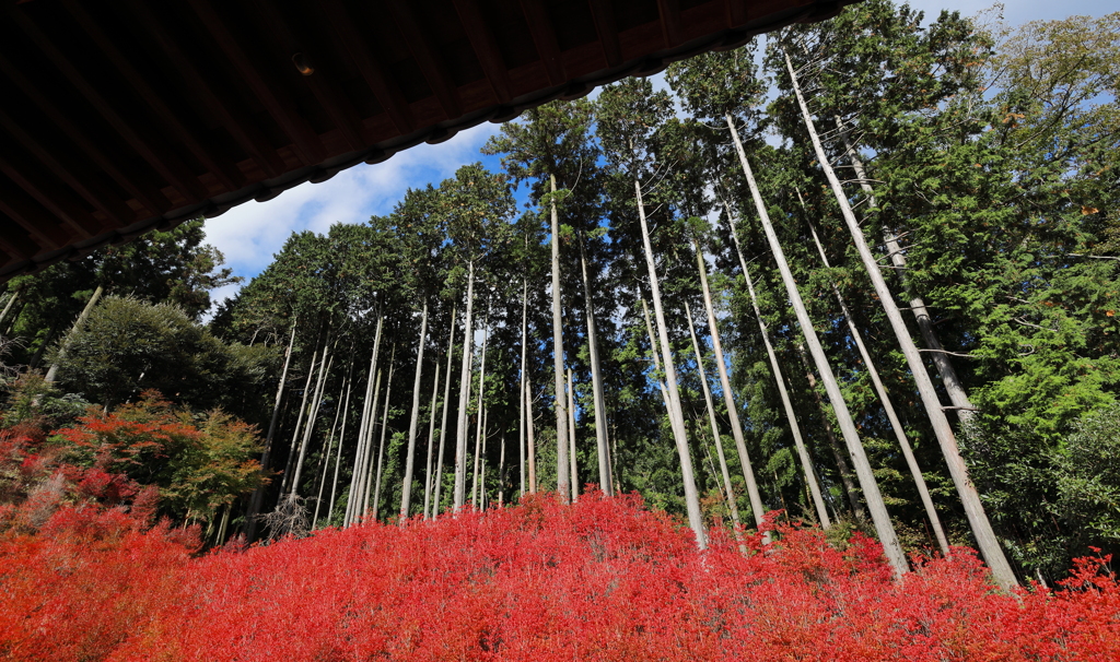 呑山観音寺　２０２１　Part2　その４