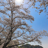 大宰府政庁跡の桜満開２０２０　その７
