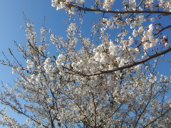 岩屋城跡の桜