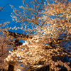 竈門神社の桜２０２３＃７
