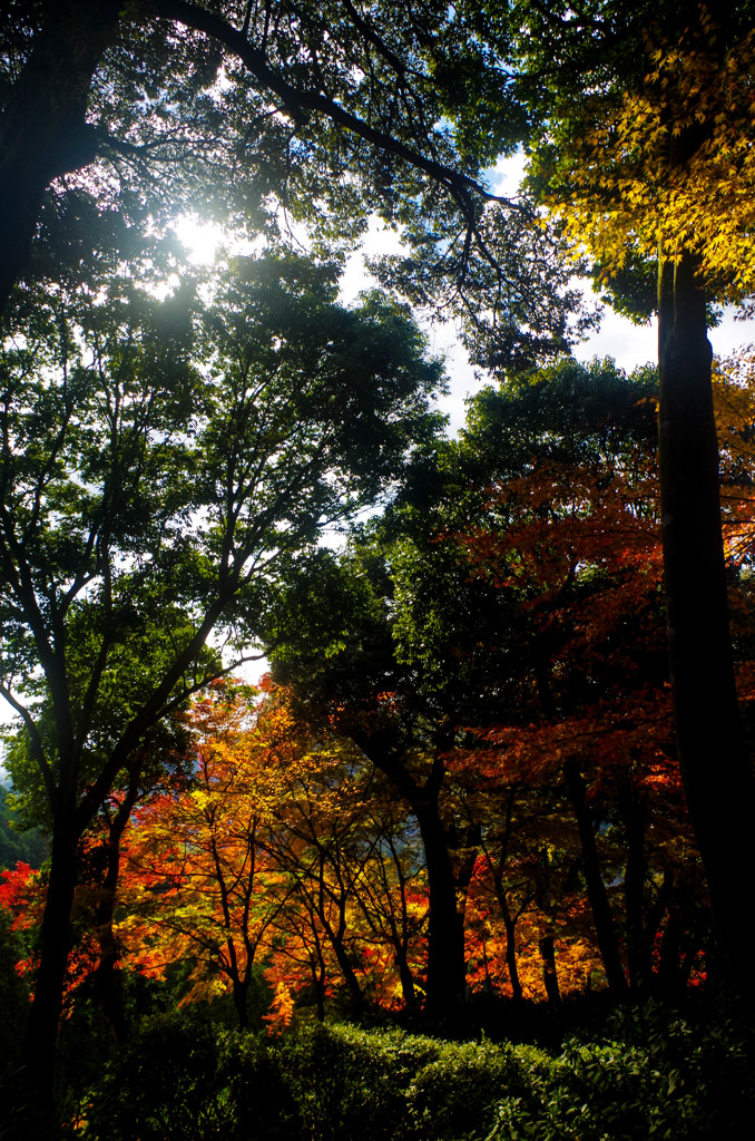 日が差し込んだ紅葉の林４