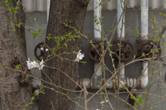 はぐれ桜と錆びたバルブ