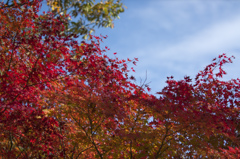 紅葉