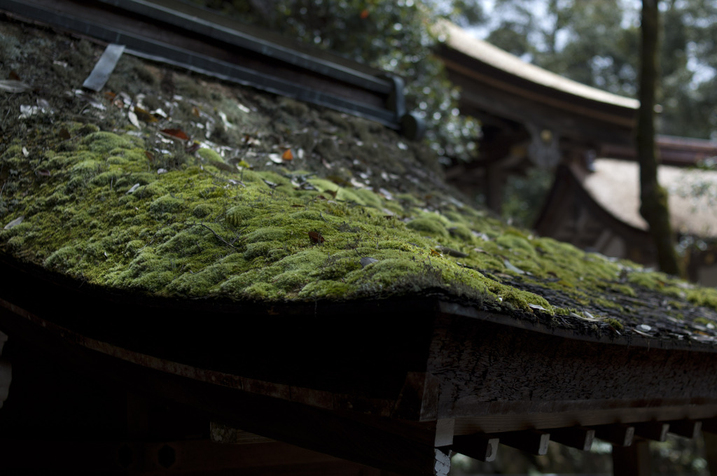 流れ造りのちいさな神社の苔