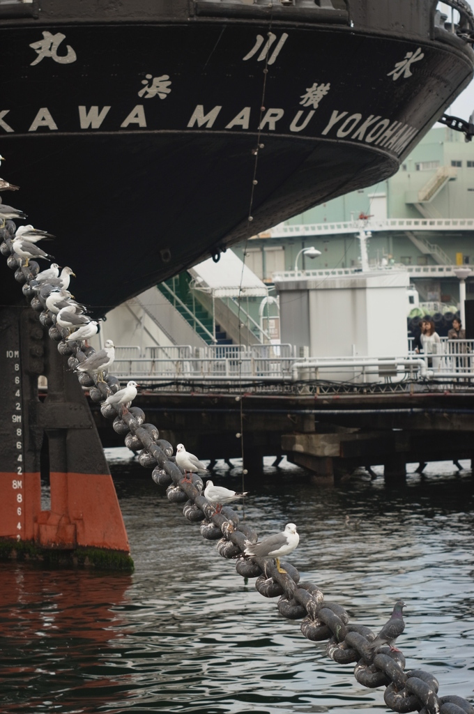 鳥と氷川丸