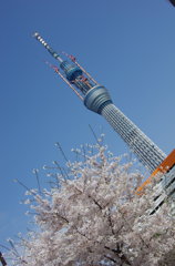 スカイツリーと桜1