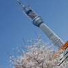 スカイツリーと桜1