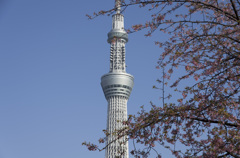 2016.03.21 隅田公園