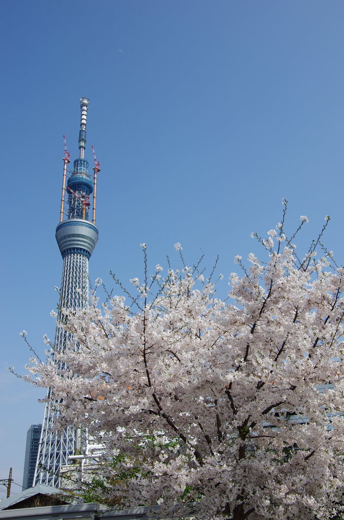 スカイツリーと桜2