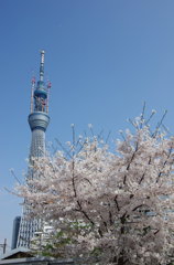 スカイツリーと桜2