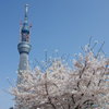 スカイツリーと桜2
