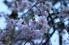 IMG_0280 (1920x1280)