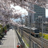 春の線路沿い