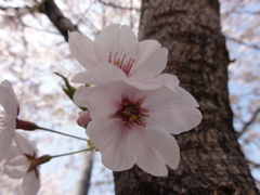 大阪城　桜